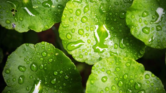 Gotu kola – czym jest wąkrotka azjatycka i dlaczego od wieków cieszy się uznaniem?