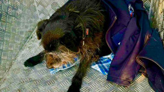 Leżał na śniegu i nie miał siły wstać. Mieszkanka Lidzbarka Warmińskiego nie przeszła obojętnie