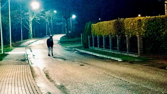 Łoś na Reymonta w Węgorzewie. Policja ostrzega kierowców