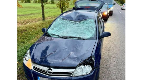 Łoś nagle pojawił się na jezdni. Poranna kolizja na trasie Kętrzyn – Bartoszyce