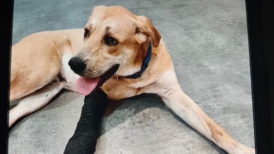 Ma ranną łapkę i czeka na swojego opiekuna. Labrador znaleziony w Gołdapi