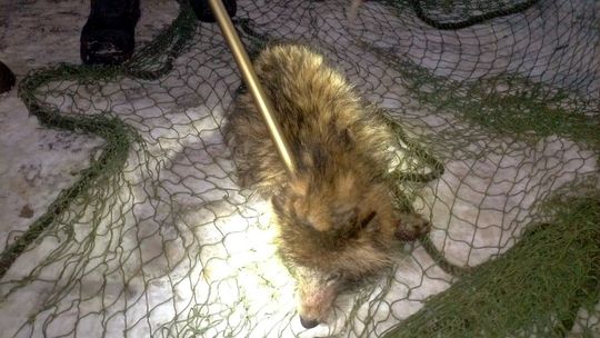 Miał być ratunek, wyszło bezprawie. Służby wypuściły gatunek inwazyjny Miał być ratunek, wyszło bezprawie. Służby wypuściły gatunek inwazyjny