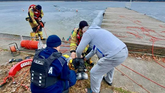 Pies wpadł pod lód. Dramatyczna akcja na jeziorze w Olecku Pies wpadł pod lód. Dramatyczna akcja na jeziorze w Olecku