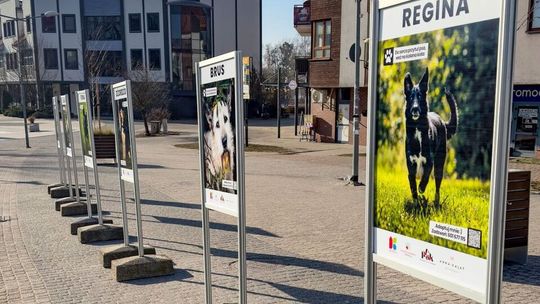 Podopieczni schroniska w Pudwągach bohaterami wystawy walentynkowej