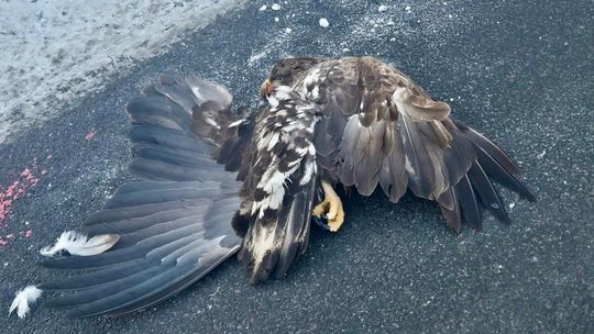 Ranny bielik przy drodze. Leśnicy z Ornety ruszyli z natychmiastową pomocą