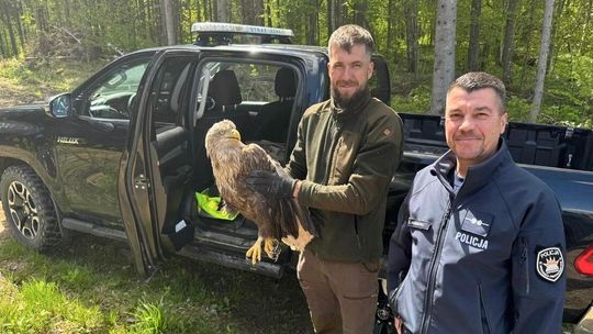 Ranny bielik uratowany w lesie pod Gołdapią