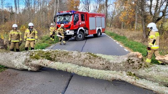 Wiał silny wiatr. Strażacy musieli usuwać powalone drzewa