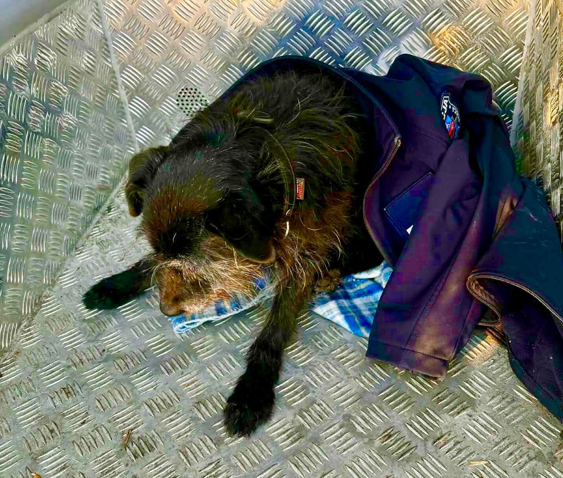 Leżał na śniegu i nie miał siły wstać. Mieszkanka Lidzbarka Warmińskiego nie przeszła obojętnie Leżał na śniegu i nie miał siły wstać. Mieszkanka Lidzbarka Warmińskiego nie przeszła obojętnie