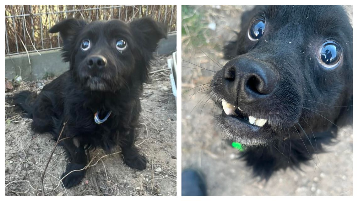 Leżał pod płotem i gasł. Teraz Gacek walczy o drugą szansę