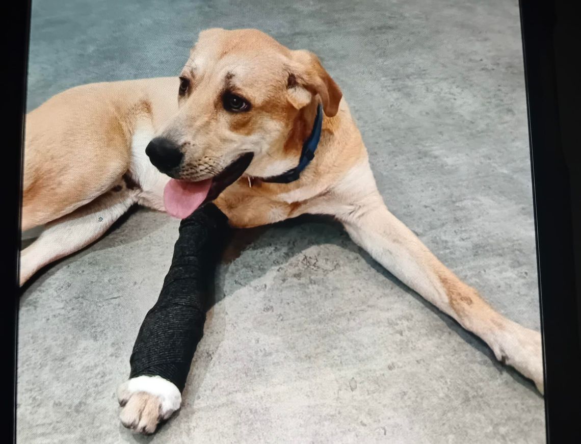 Ma ranną łapkę i czeka na swojego opiekuna. Labrador znaleziony w Gołdapi Ma ranną łapkę i czeka na swojego opiekuna. Labrador znaleziony w Gołdapi