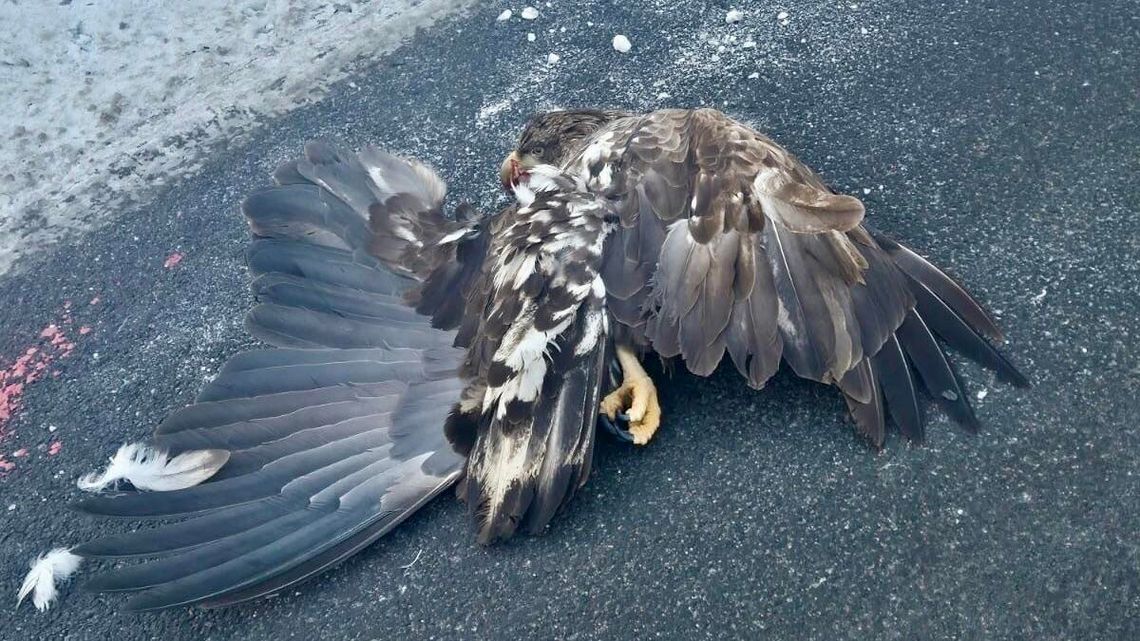 Ranny bielik przy drodze. Leśnicy z Ornety ruszyli z natychmiastową pomocą