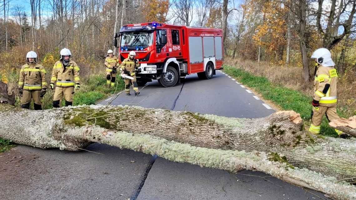 Wiał silny wiatr. Strażacy musieli usuwać powalone drzewa