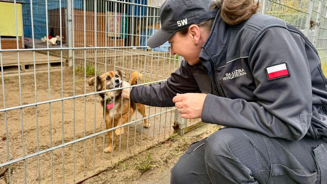 Wzruszający gest zza krat. Pomoc dla zwierzaków z przytuliska w Lidzbarku Warmińskim